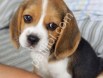 RESMİ İŞLETMEDEN BEAGLE YAVRULARI
