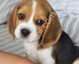 RESMİ İŞLETMEDEN BEAGLE YAVRULARI