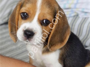RESMİ İŞLETMEDEN BEAGLE YAVRULARI