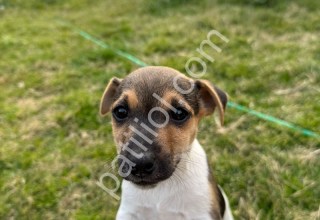 Ev Doğumlu Jack Russell yavruları