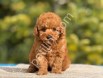 Babyface Toy Poodle yavrular
