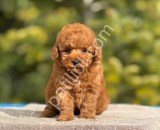 Babyface Toy Poodle yavrular
