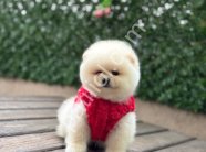 Satılık Pomeranian Boo Ankara