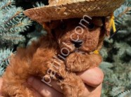 Show kalite Toy Poodle