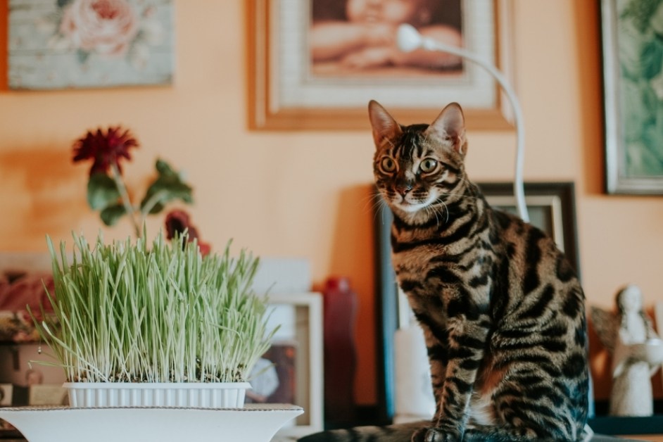 Bengal Kedisi Hakkında Her Şey