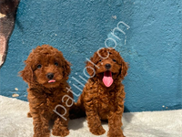 Minik Toy Poodle Kurabiyeler