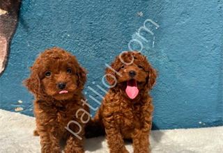 Minik toy poodle kurabiyeler