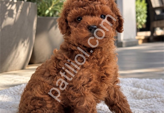 KALİTELİ TOY POODLE YAVRULARI