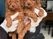 ZİYARETE AÇIK ERKEK DİŞİ POODLE BEBEKLER