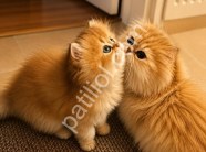 Üst Segment Golden British Longhair Yavrular