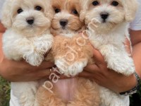 Safkan F1 Maltipoo Dişi- Erkek Yavrularım