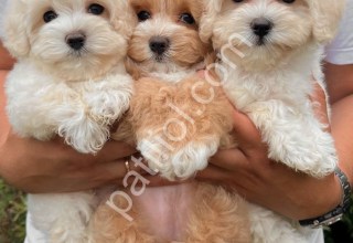 Safkan F1 Maltipoo Dişi- Erkek Yavrularım