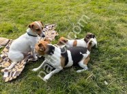 Safkan Maske Filminin Oyuncusu Jack Russell