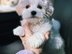 Orijinal Maltipoo Yavrularım