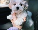 Orijinal Maltipoo Yavrularım