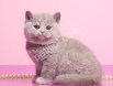 Lilac British Shorthair