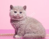 Lilac British Shorthair