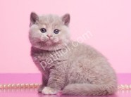 Lilac British Shorthair