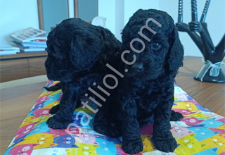 Poodle Geceden Daha Siyah