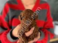 Yeni yuvasını bekleyen mini toy poodle