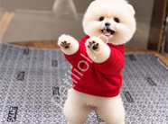 Ayıcık surat pomeranian Boo yavrularım