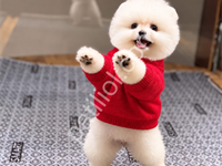 Ayıcık Surat Pomeranian Boo Yavrularım