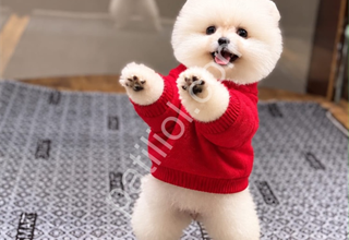 Ayıcık surat pomeranian Boo yavrularım