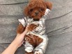 Oyuncu ve Akıllı Toy Poodle Yavruları