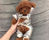 Oyuncu ve Akıllı Toy Poodle Yavruları