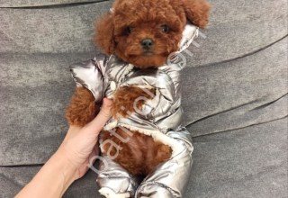 Oyuncu ve Akıllı Toy Poodle Yavruları