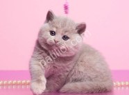 Lilac British Shorthair