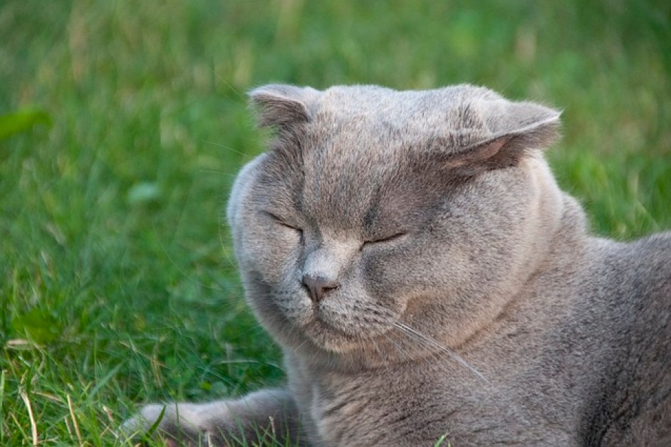 Scottish Fold Longhair Hakkında Herşey