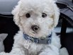 MALTESE TERRİER CİNSİ