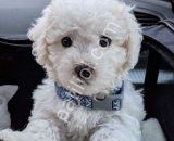 MALTESE TERRİER CİNSİ