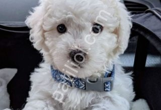MALTESE TERRİER CİNSİ