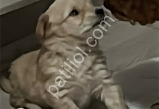 Sevimli minyatür maltipoo yavrusu