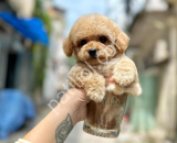 En Sevimli Apricot Toy Poodle Yavruları