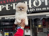 Resmi İşletme Pomeranian Boo Yavruları