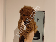 Çikolata tadında toy poodle bebeklerim