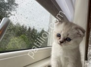 Mükemmel kalitedeki yavrularımız