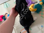 Safkan cavalier king charles yavrularım