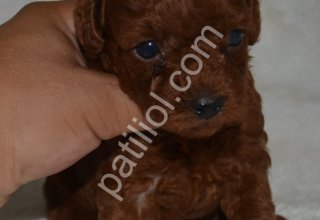 Tea Cup Dark Red Toy Poodle Yavrularımız Sizlerle