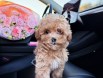 Show kalite Maltipoo Yavrularım