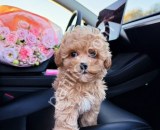 Show kalite Maltipoo Yavrularım