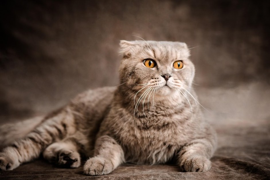Scottish Fold Hakkında Herşey