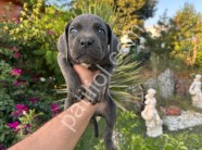 A scr cane corso yavrularımız