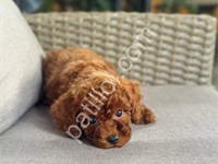 Irk Ve Sağlık Garantili Poodle Yavrularım