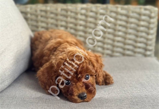 Irk ve sağlık garantili poodle yavrularım