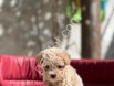 ORJİNAL MALTİPOO YAVRULARI