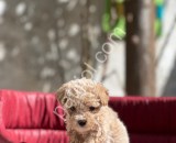 ORJİNAL MALTİPOO YAVRULARI